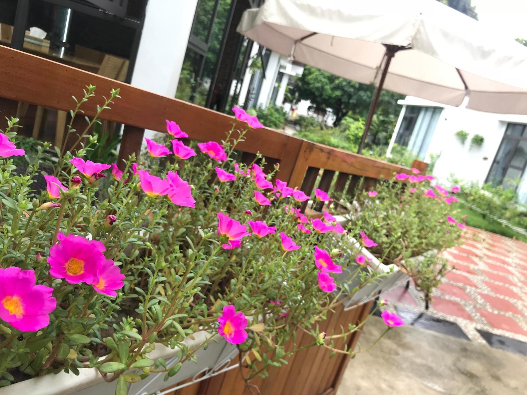 Guest house Tam Coc Boutique Garden Ninh Binh